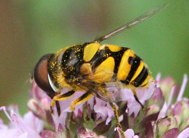 Eristalis transversa